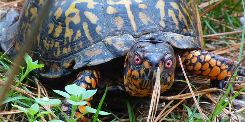 Eastern Box Turtle (Terrapene carolina carolina)