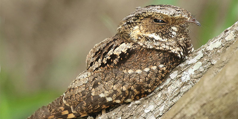 Chuck-will’s-widow