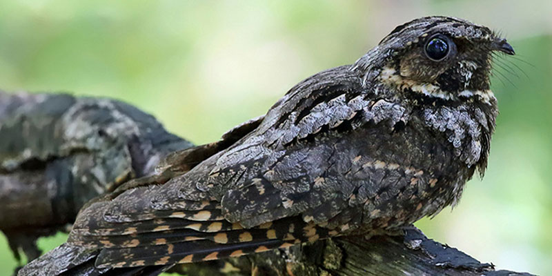 Eastern Whip-poor-will