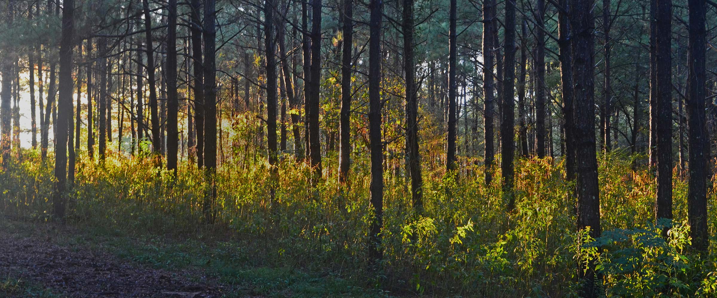 Carolina Wildlands Foundation