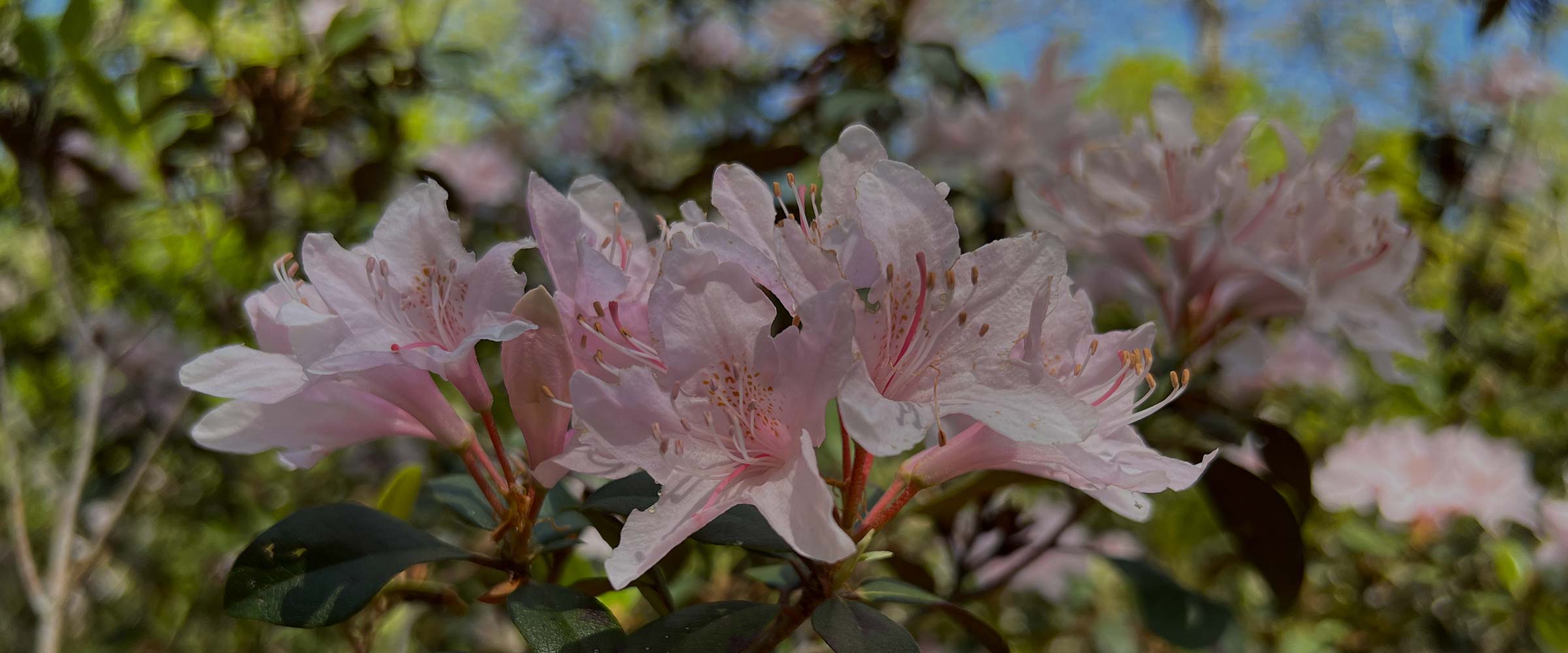 Carolina Wildlands Foundation