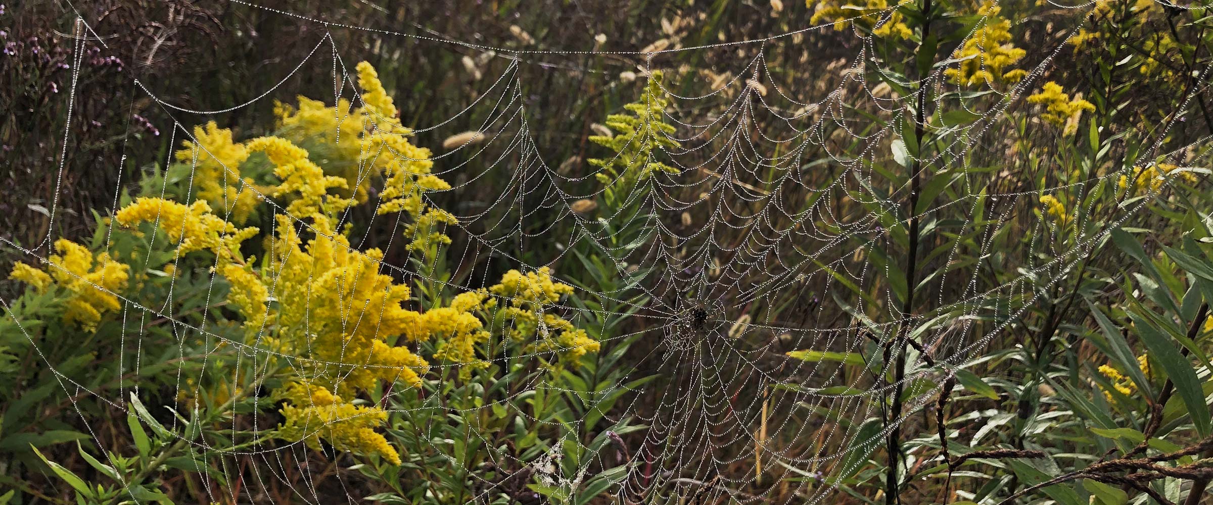 Carolina Wildlands Foundation