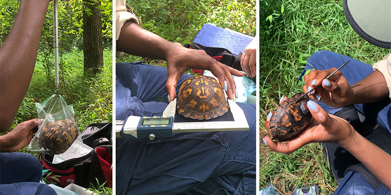 Each turtle is weighed, sexed, its shell measured, photographed, named, its location registered with GPS so it can be mapped, then a radio transmitter is attached to its shell so its movement can be tracked and mapped. The transmitters will be removed in approximately one year. 