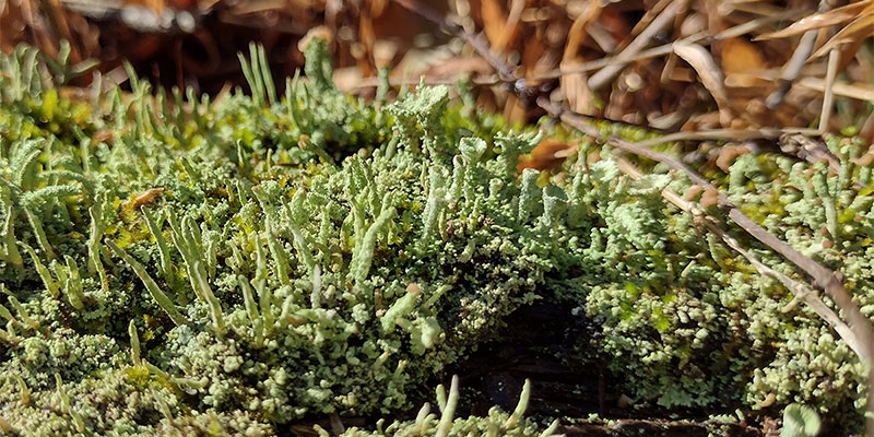 Cladonia cristatella (British Soldier Lichen)