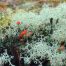 Cladonia cristatella (British Soldier Lichen)