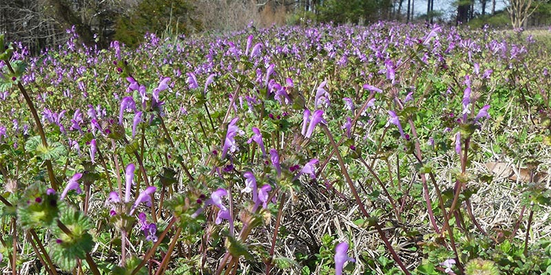 Henbit (Lamium amplexicaule) has emerged early in the fields of the Southern 8ths Field Station.