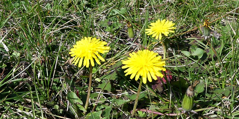 Dandelions (Taraxacum officinale) bring a bright, cheerful pop of color to lawns and fields.