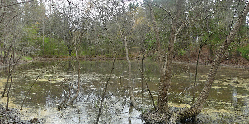 Ephemeral ponds or pools are temporary wetlands that contain water for part of the growing season and follow a natural cycle of drying and refilling. Ephemeral ponds or pools are temporary wetlands that contain water for part of the growing season and follow a natural cycle of drying and refilling.