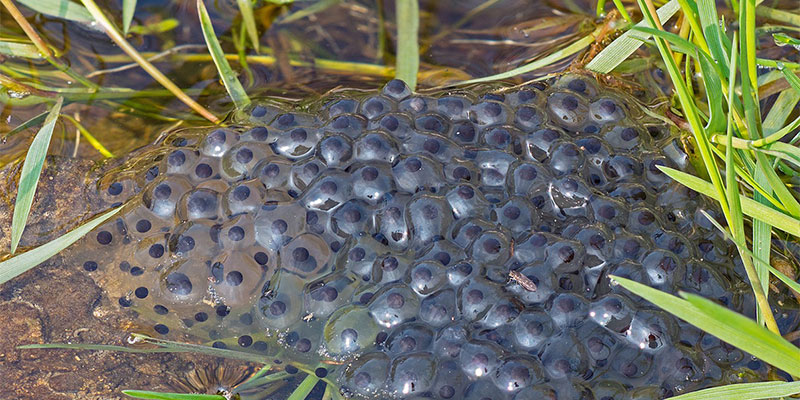Since the pond dries up by summer, predatory fish and macroinvertebrates are unable to survive here, which makes them perfect locations for salamanders, frogs, and insects to breed. Since the pond dries up by summer, predatory fish and macroinvertebrates are unable to survive here, which makes them perfect locations for salamanders, frogs, and insects to breed.