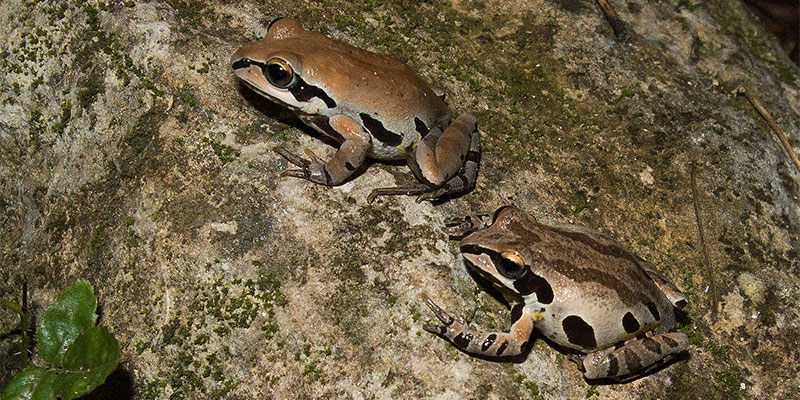 Ornate Chorus Fogs (Pseudacris ornate) rely on ephemeral ponds to breed. Photo: WikiCommons_Glenn Bartolotti
