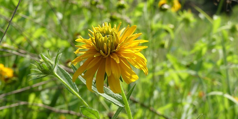 Black Eyed Susan Variation found in Prairie Five.