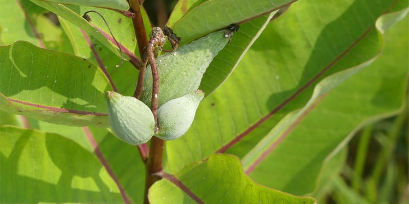 Common Milkweed (A. syriaca) seed pods.