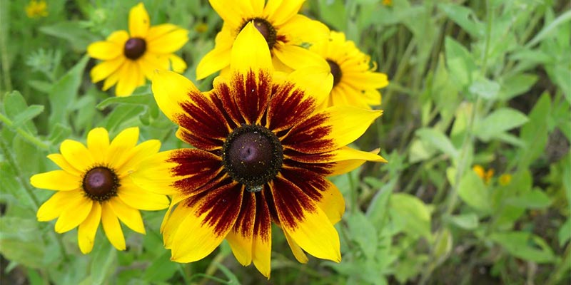 Black Eyed Susan (R. hirta) color mutation.