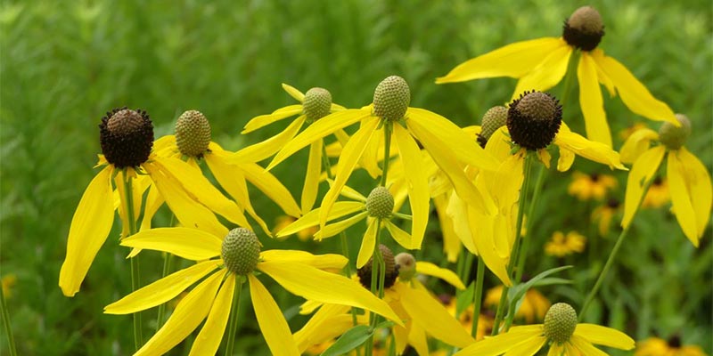 Grey Headed Coneflowers (R. pinnata) found in Francis Prairie.
