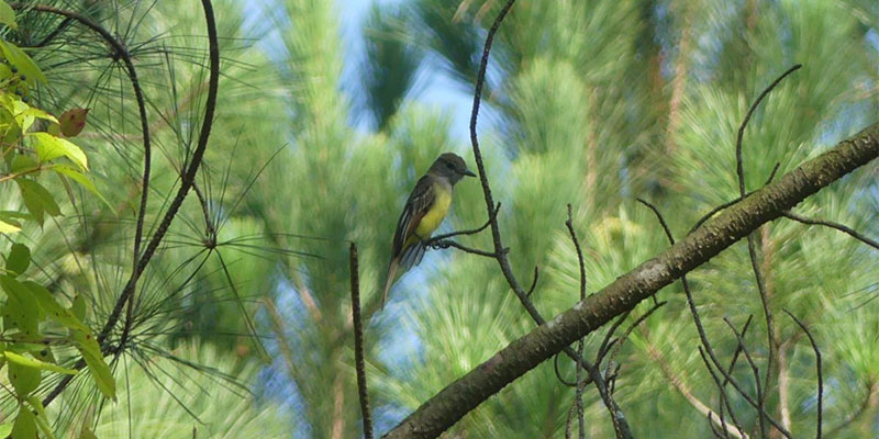 Arcadian Flycatcher in Fireworks East.