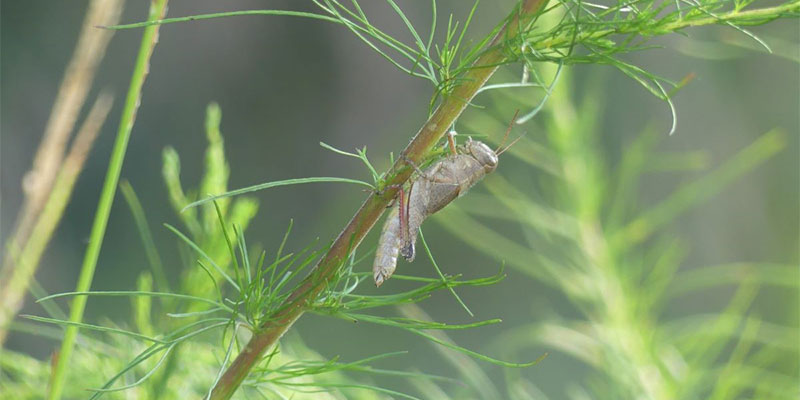 Grasshopper Feeding on Dogfennel (E. capillifolium) 