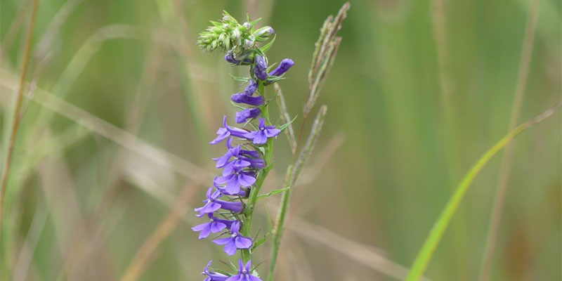 Lobelia species in flower by drainage pond.