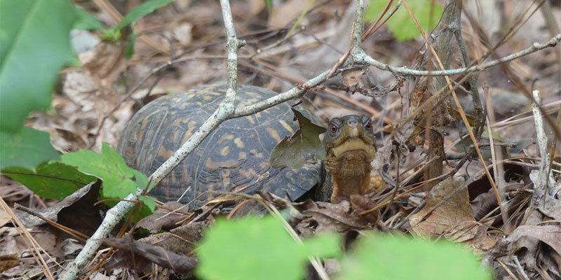 Grumpy Box Turtle Sighted in Halfmoon Woods.