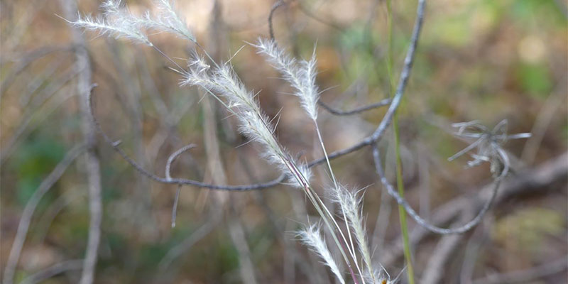 Split Beard Bluestem (S. ternarius) are releasing seeds in all prairies.