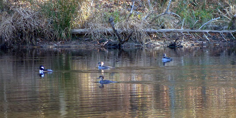 Hooded Mergansers at Turtle Pond. One Male, Three Females.