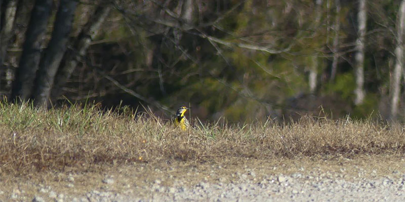 Meadowlark in Fireworks.