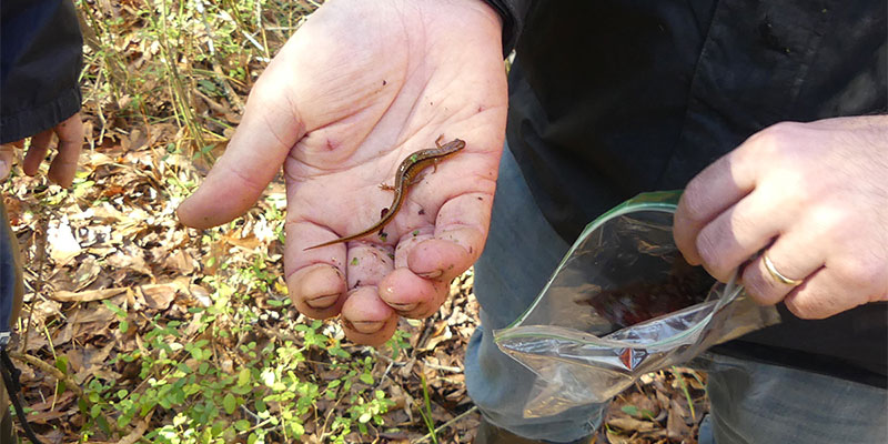 Southern Two-Lined Salamander