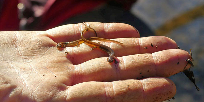 Male and Female Chamberlin Dwarf Salamanders.