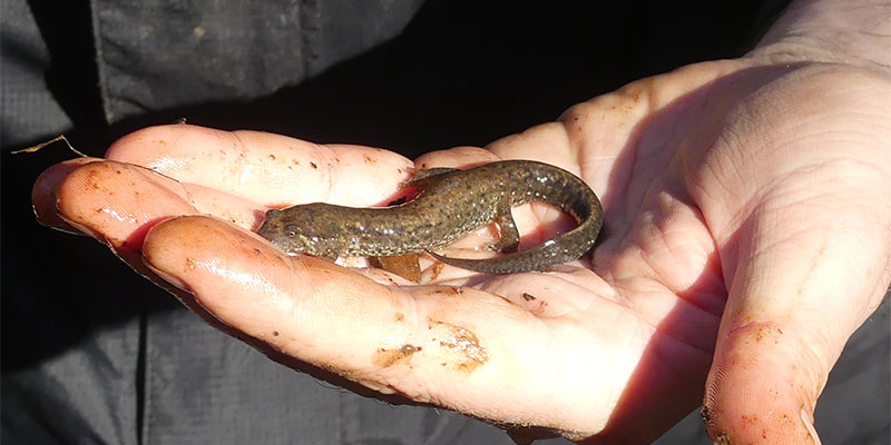 Dusky Salamander 