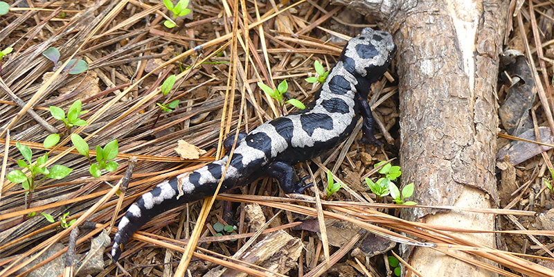 Marbled Salamander