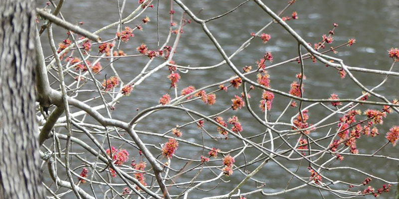 Red Maple (A. rubrum) in flower.