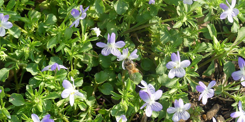 Field Pansy (Viola bicolor) with a happy bee