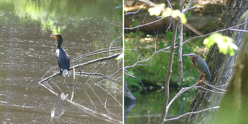 Double Crested Cormorant (Left) and Green Heron (Right).