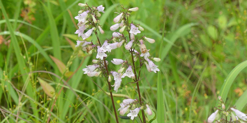 Eastern Beardtongue