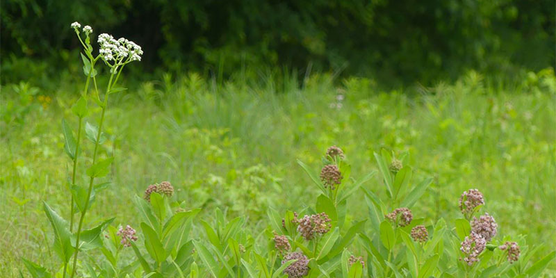 Common Milkweed and Wild Quinine in Redbanks Prairie.