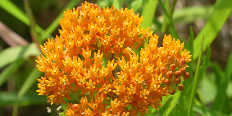 Butterflyweed