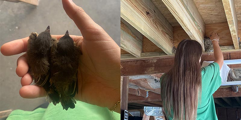Young Eastern Phoebes, replacing hatchlings in nest.