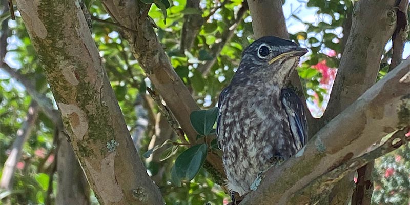 Eastern Bluebird fledging.