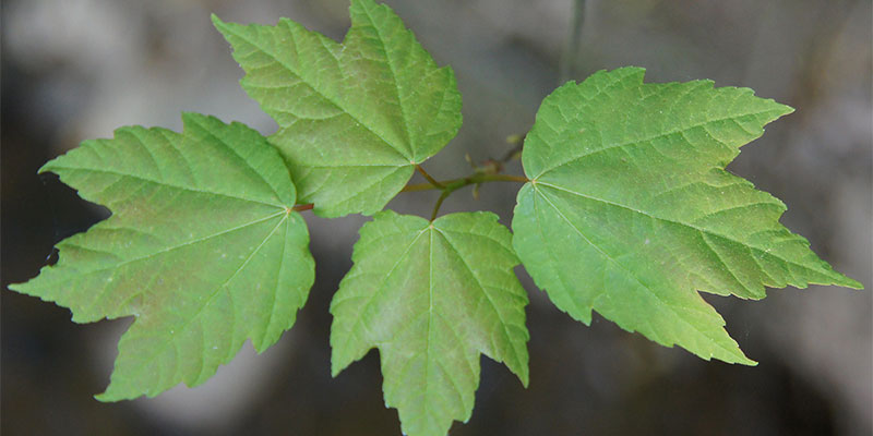 Red Maple (Acer rubrum)