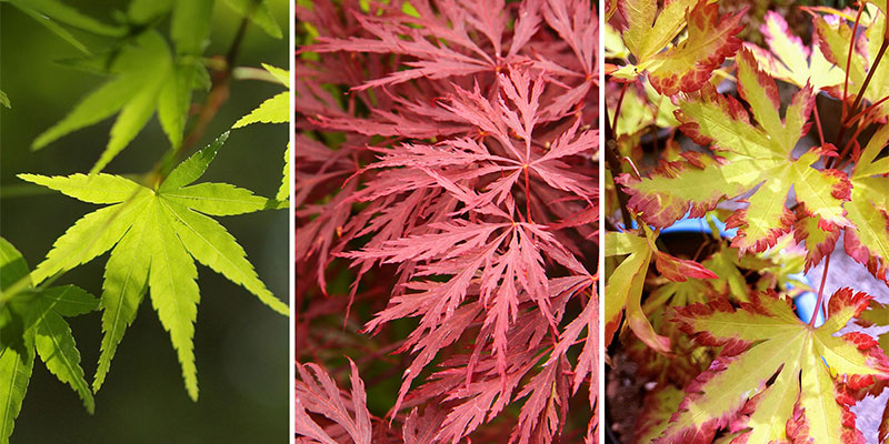 Cultivars of Japanese Maple (Acer palmatum)