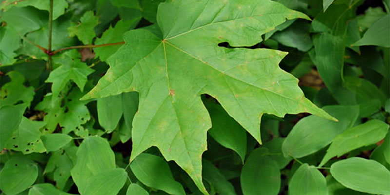 Chalk Maple (Acer leucoderme)