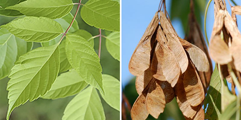 Boxelder Maple (Acer negundo) leaves and samara