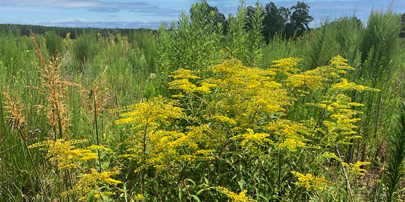 Fireworks Prairie with Goldenrod