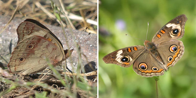 Common Buckeye closed, and (with wings open)