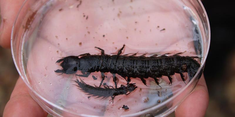 Hellgrammite (Corydalus cornutus)