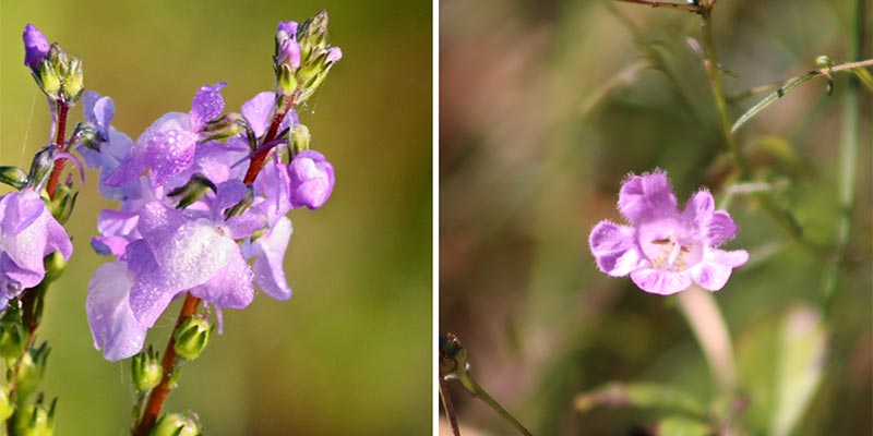Blue Toadflax (Nuttallanthus canadensis) and False Foxglove (Agalinis tenuifoli)