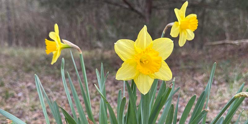 Wild Daffodil (Narcissus pseudonarcissus)