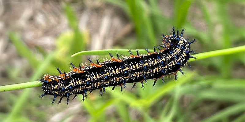 Common Buckeye Caterpillar