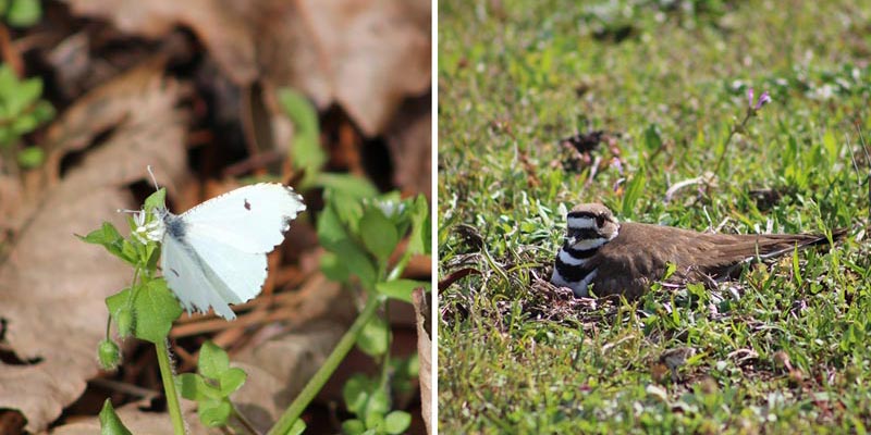 Falcate Orangetip (Anthocharis midea); Killdeer (Charadrius vociferus)