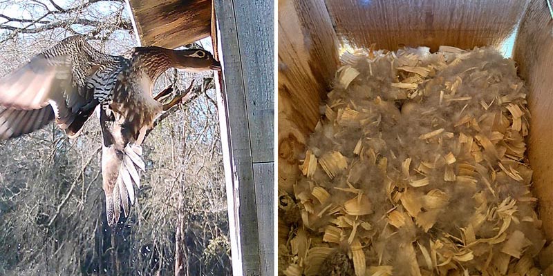 Female Wood Duck (Aix sponsa) and nest box.