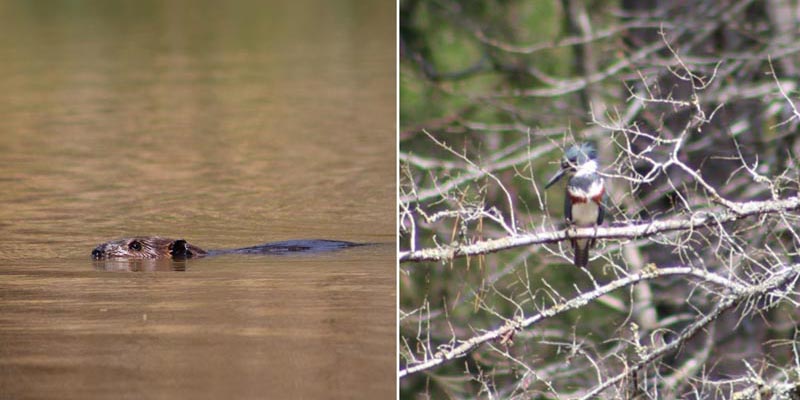 American Beaver (Castor canadensis); Belted Kingfisher (Megaceryle alcyon).